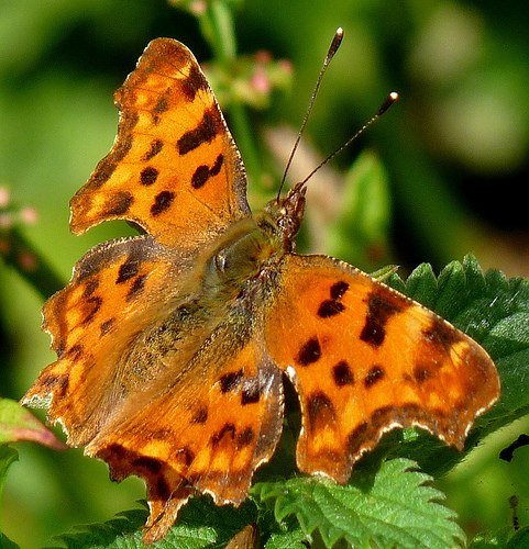 Comma © John Parish