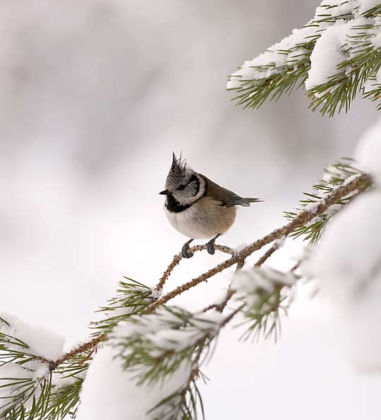 Crested tit by David Walker