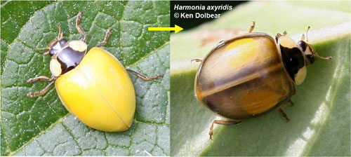 Harlequin spot development by Ken Dolbear
