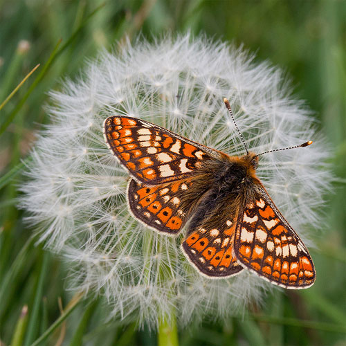 Marsh fritillary butterfly by Chris Rowland