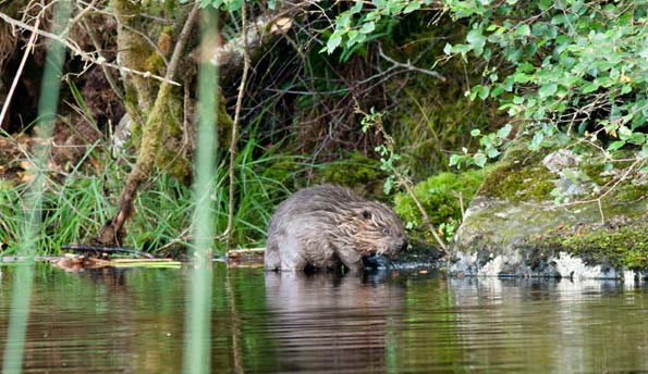A beaver in Knapdale Forest