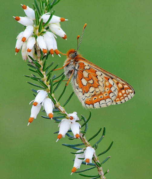 Marsh fritillary by Pete Withers