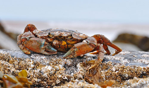 Shore crab © ali&col