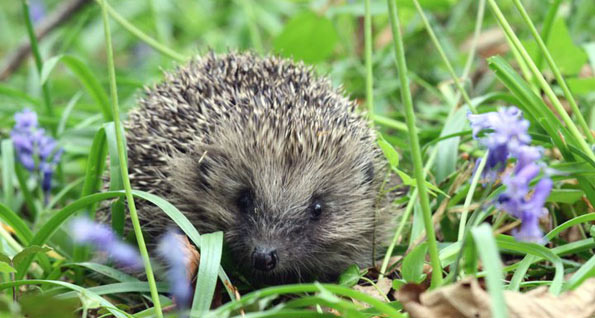 hedgehog in bluebells
