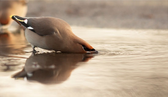 Waxwing drinking by Jamie Hall