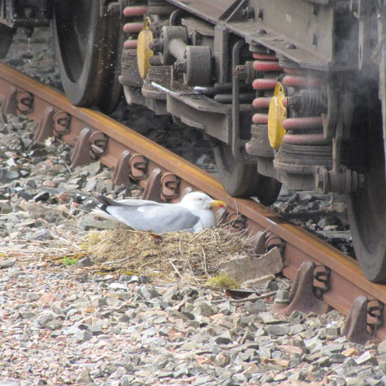 Herring gull nest on railway line Geoff Wheeler
