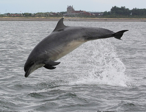 Bottlenose dolphin © Ally.kemp