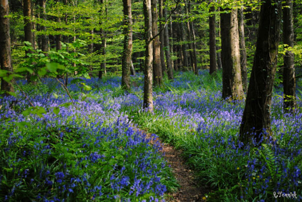 Bluebells forest by Anneka Temmink