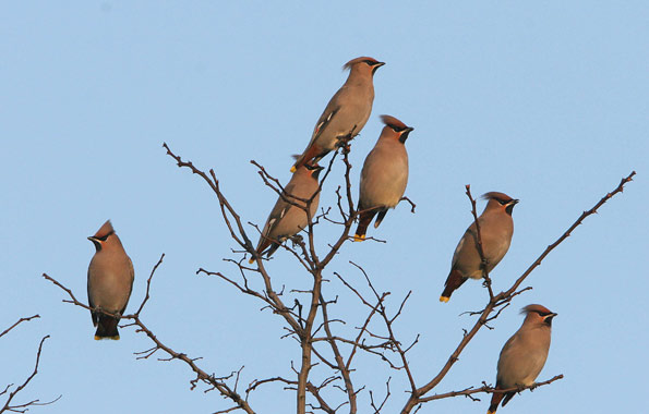 waxwings on a tree
