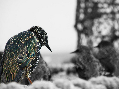 Starling by Camera shy 1992