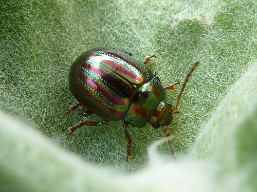 Rosemary beetle by Karen_P