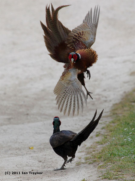 Fighting pheasants by Ian Traynor