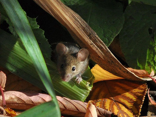 Harvest mouse amongst leaves by Wenxue2222