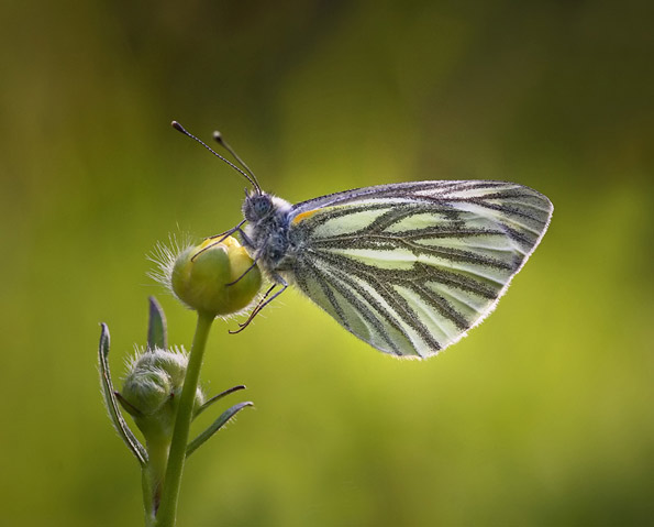 Green-veined white by Matt Berry