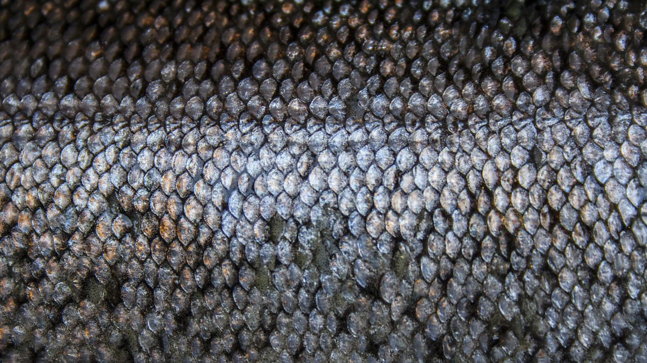 Schubert: Die Forelle, D 550