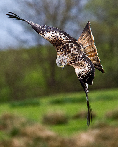 Red kite © Nigel Johnson