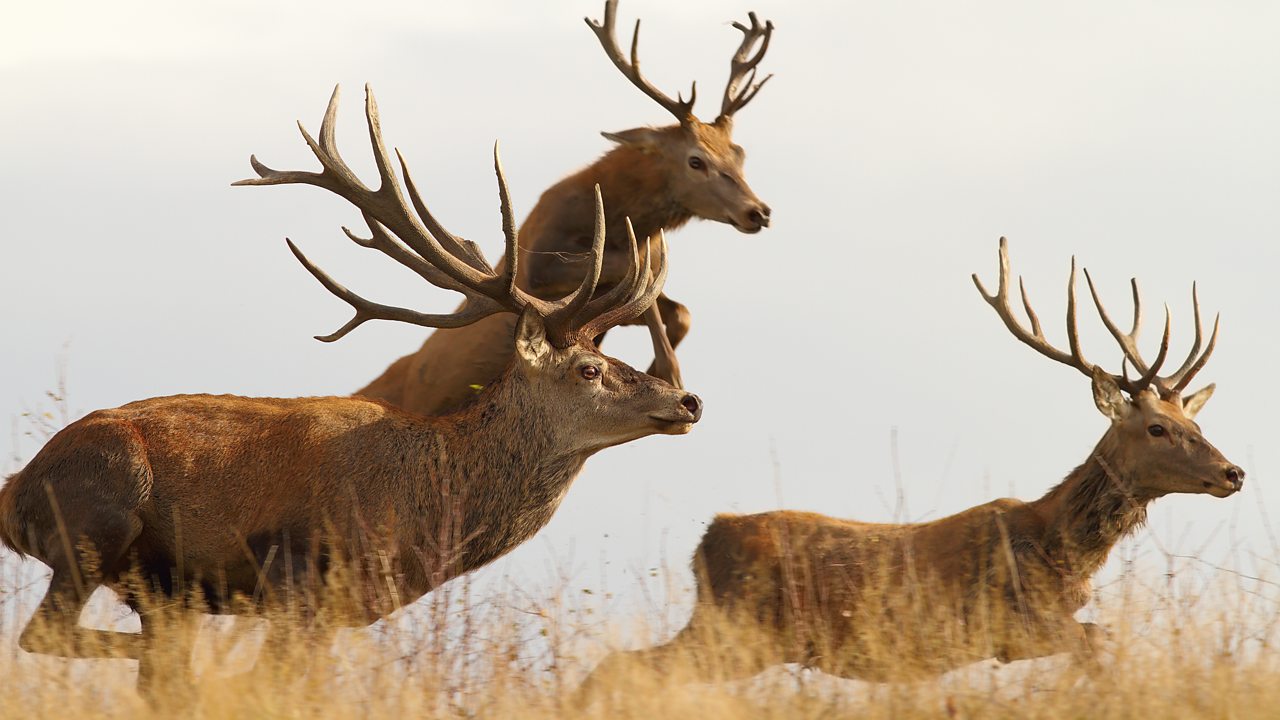 Price: Poem of Praise