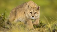 Patagonia: Had the pumas attacked, we would have been done for