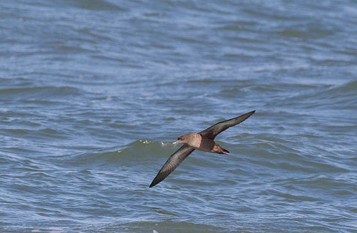 sooty shearwater by Tim Stenton