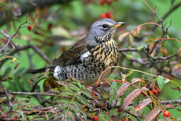 fieldfare