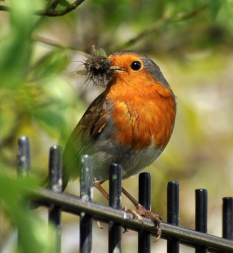 robin by jennifer barclay