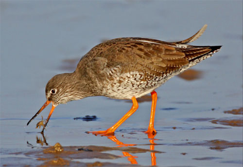 Redshank foraging by Ivan Ellison