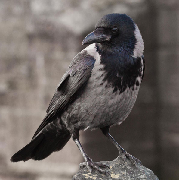 Hooded crow by Helen Bushe