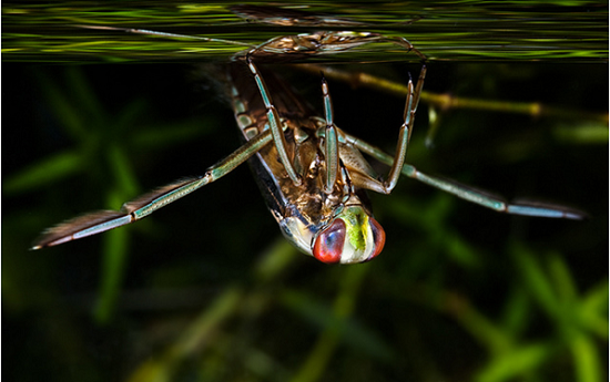 Water boatman by Duncan Cooke