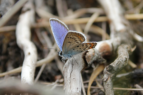 Silver-studded-blue © Rich Feather