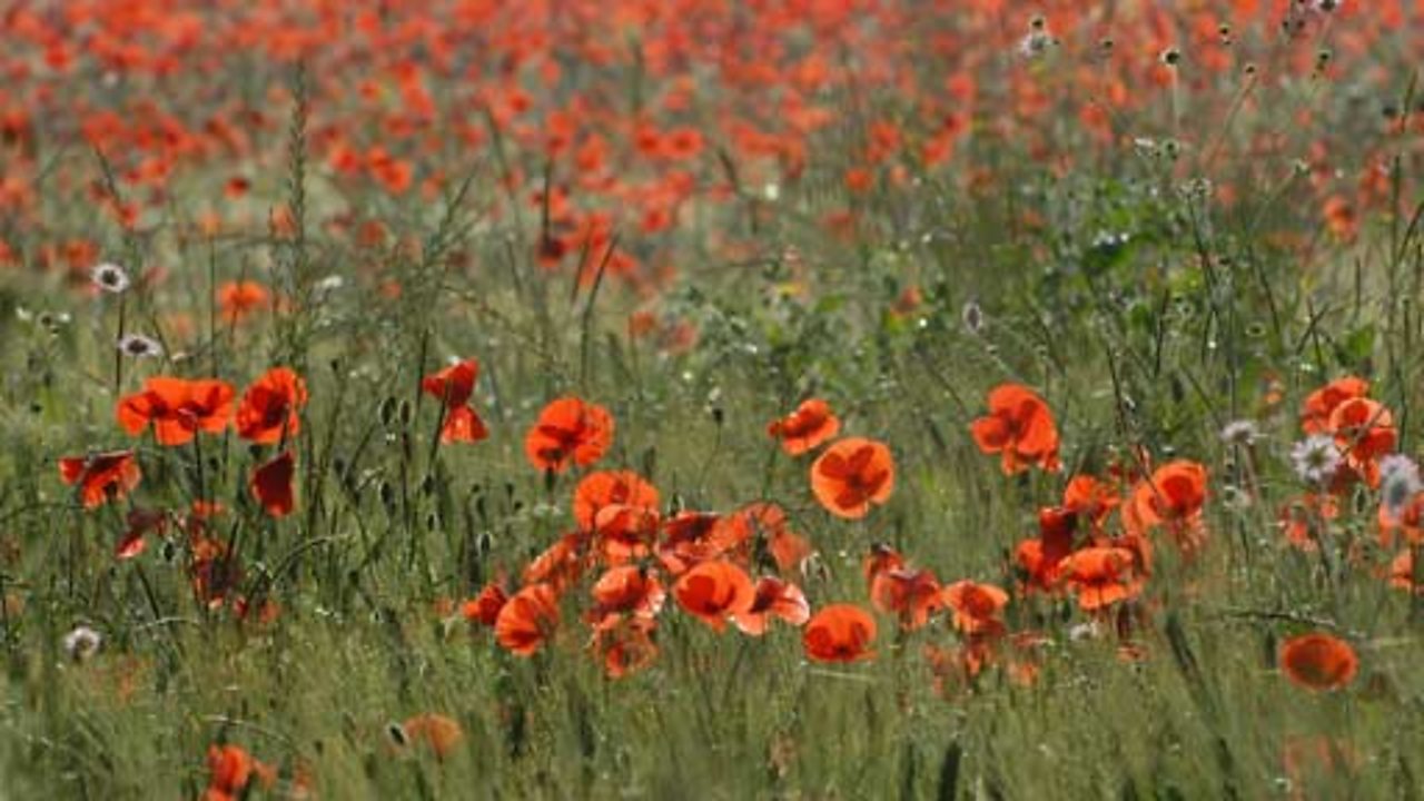 Week in Week Out - Last General