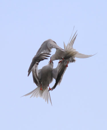 Common terns © Greg Morgan