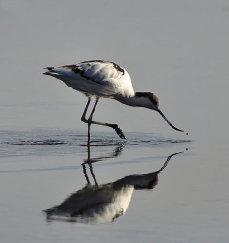 Avocet wading and feeding by Geoff Dicker