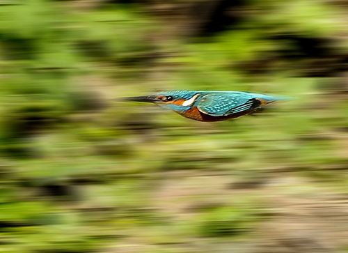 kingfisher dart by phil johnston
