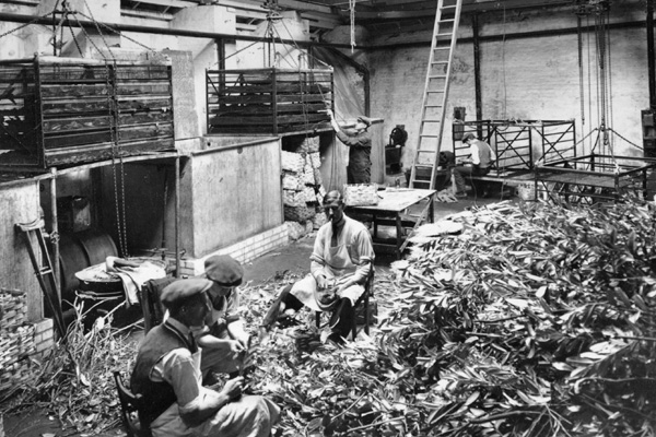 Preparing Foliage for Wreaths in the early 1920s at The Poppy Factory