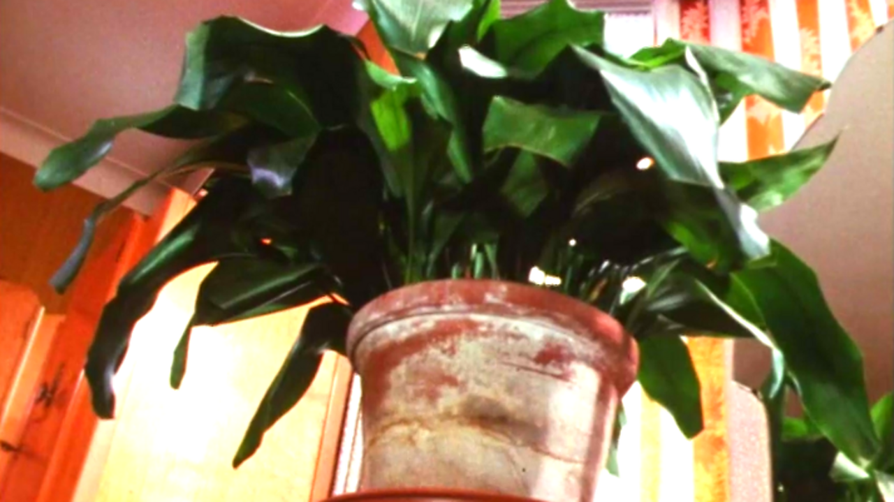 Biggest Aspidistra in the world, 1973