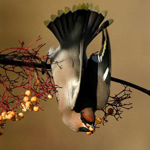 Blackbird (photo copyright: Ron Marshall/BTO)