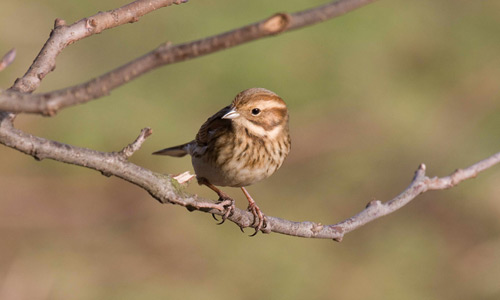 Reed bunting, copyright John Harding/BTO
