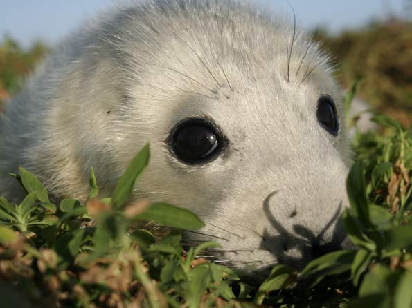Grey seal pup on the Farne Islands