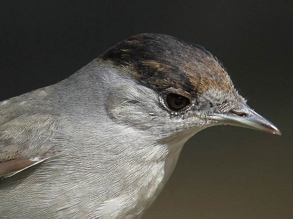 blackcap copyright Edwyn Anderton
