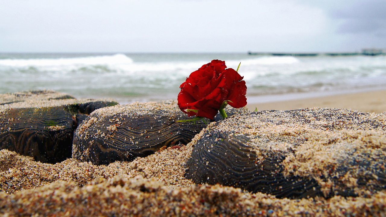 Bellini: Dolente immagine di Fille mia