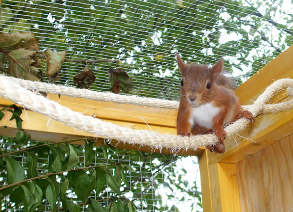 Red squirrel climbing by Eileen Welsh