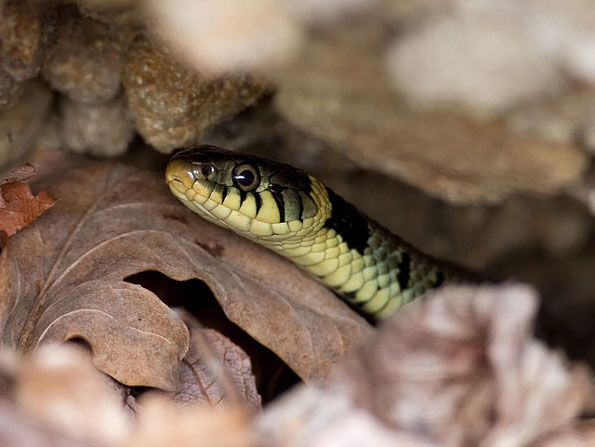 Grass snake by Oliver Wright
