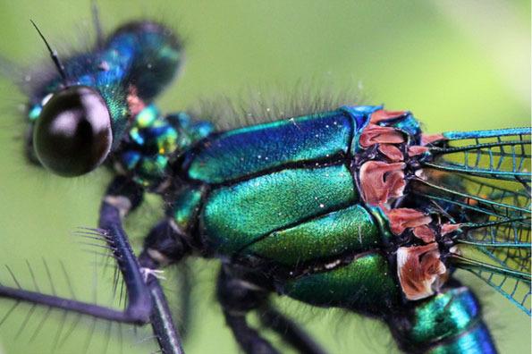 Damselfly by Adam Tacon