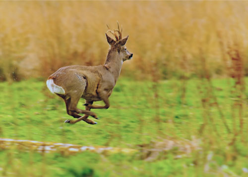 Male roe deer running by Keith Edmunds