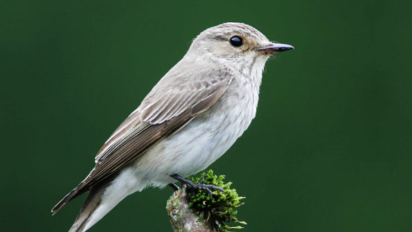 spotted flycatcher copyright Edmund Fellowes/BTO