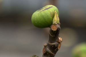 Mediterranean Fig