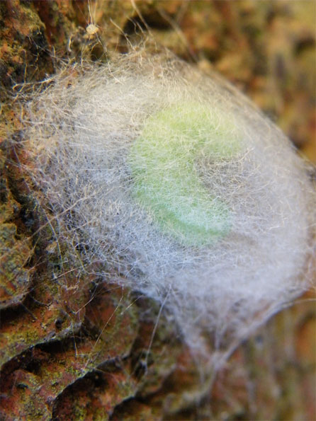 Spinning caterpillar by Lovingallnature Sue