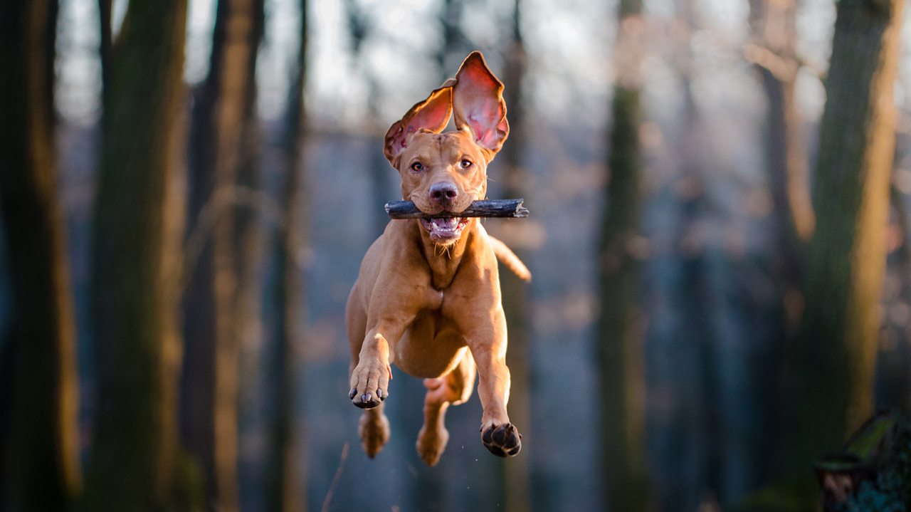 Beethoven: Quartet in C major, Op 59 No. 3, 'Rasumovsky'