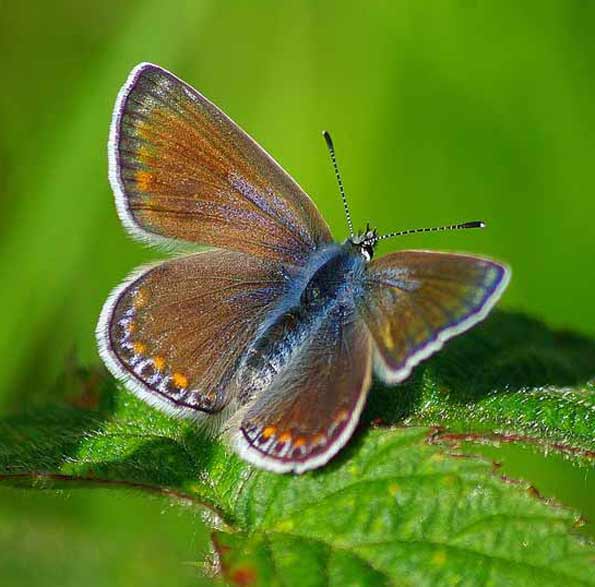 common blue female butterfly by Andrew Webber