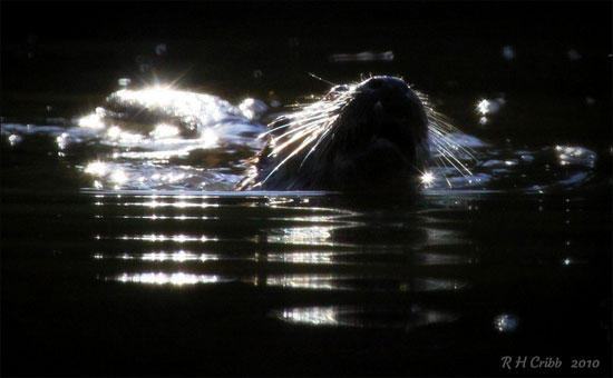 Otter swimming by Russ Cribb